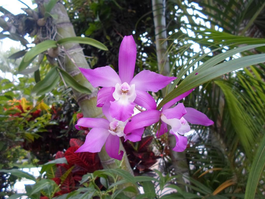 Finca Chipitlan Hotel Cuernavaca Zewnętrze zdjęcie